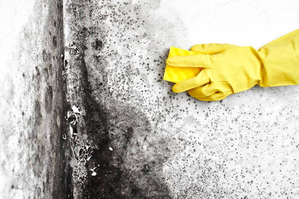 Best Air Quality Testing for Mold Spores  in Baraboo, WI