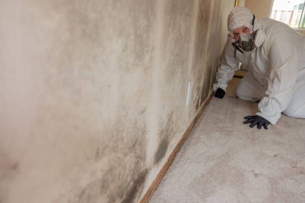 Best Attic Mold Removal  in Baraboo, WI